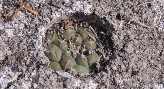 Turbinicarpus lophophoroides - S3122