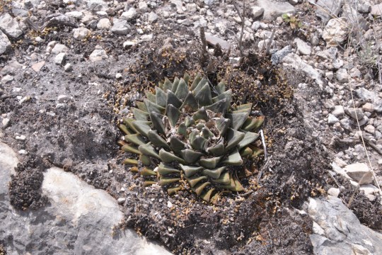 Ariocarpus retusus 'scapharostroides' - S3123 