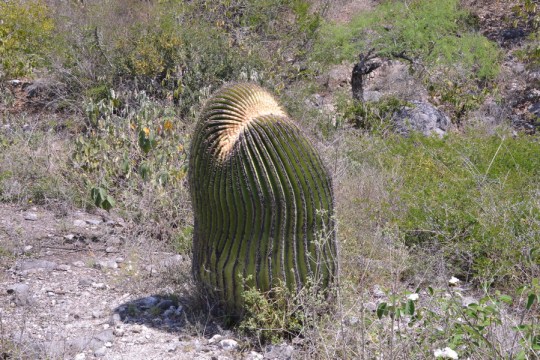 Angie has her 'Smiler', I now have Echinocactus platyacanthus 'Belly Laugh'