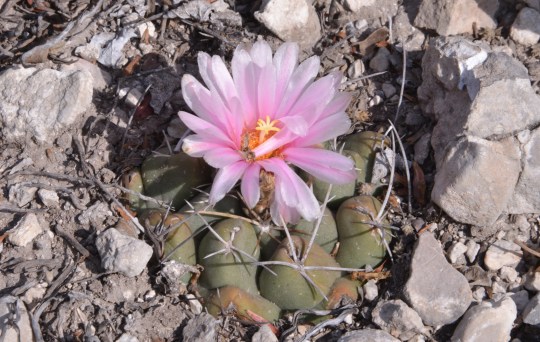 Thelocactus tulensis - S3125