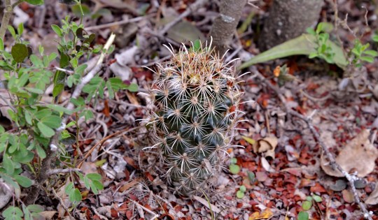 Sclerocactus (Ancistrocactus) scheeri - S3070