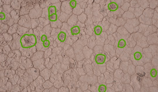 Ariocarpus kotschoubeyanus - S3090 The density of this population continued for kilometers