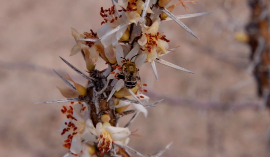 Fouqueria shrieveii - S3092