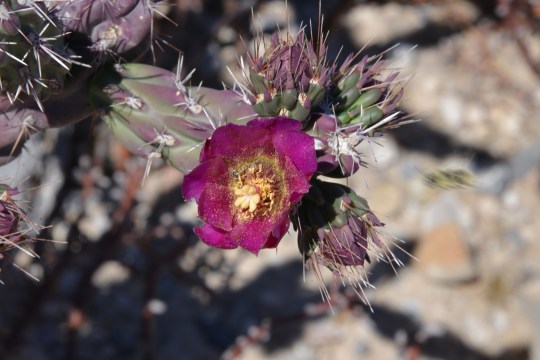 Cylindropuntia imbricata - S3078