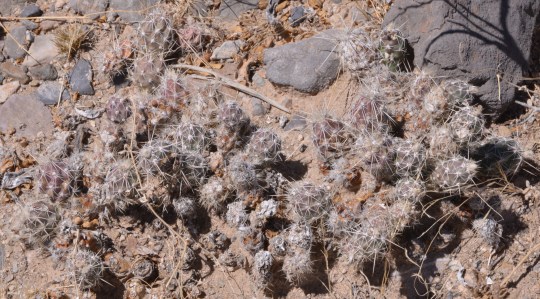 Corynopuntia sp - S3078