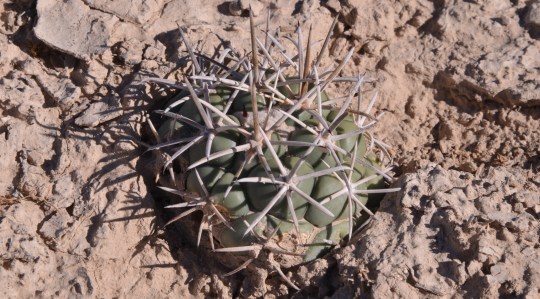 Coryphantha poselgeriana - S3082