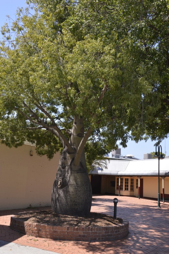 Brachychiton rupestris