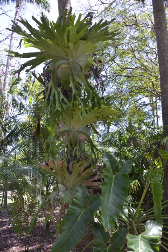 Platycerium at Plantation 2000