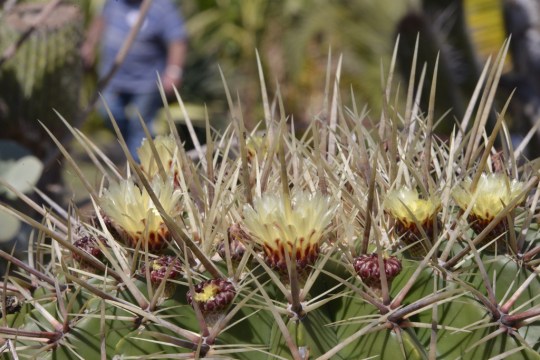 ... and another reminder of where I'll be in 2 weeks time: Ferocactus histrix