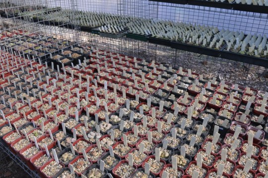 Detailed, well labelled collection, with plants for sale - here are the Lithops