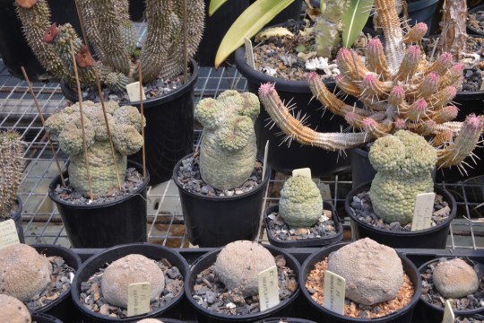 Some of the Pseudolithos plants looking in great shape. In England the frequent sound of rain on the greenhouse roof might kill them!