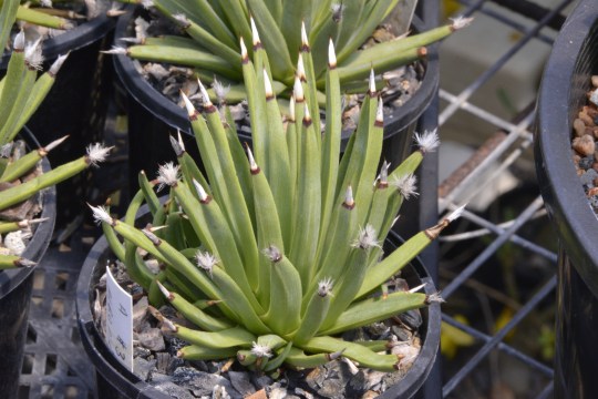 Agave albipillosa at some three years of age, complete with fluffy bits