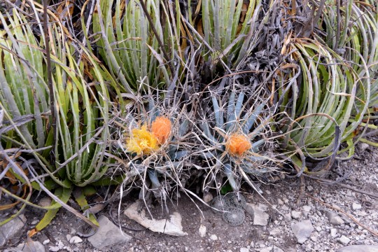 Leuchtenbergia principis