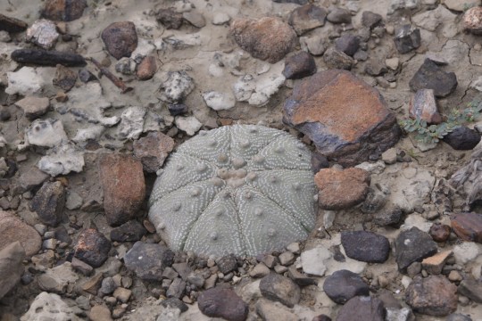 Astrophytum asterias