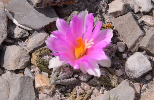 Ariocarpus bravoanus at El Herrero