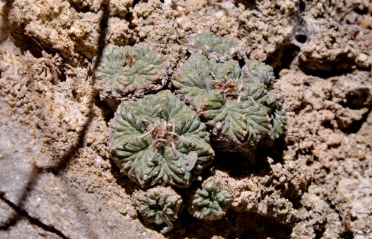 S3177 Aztekium ritteri growing on a sunny cliff face