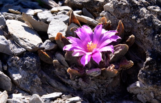 S3178 Ariocarpus scaphirostris in flower