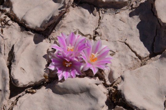 Ariocarpus kotschoubeyanus (S3181)