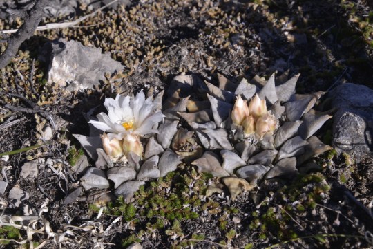 Ariocarpus retusus (S3183)