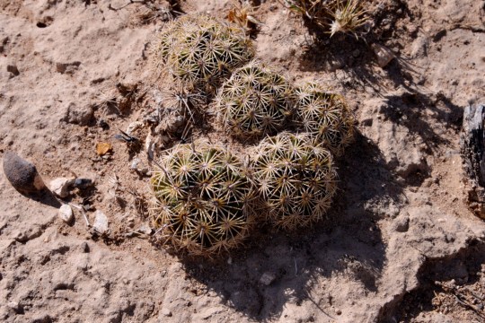 Did I find an Echinomastus sp or 'just' a Coryphantha sp at Cedros, ZAC?
