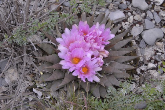 Ariocarpus confusus, north of Aramberri (S3200)