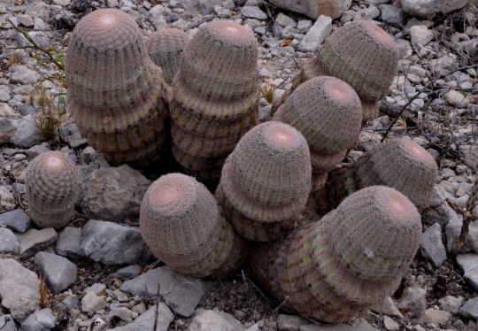Echinocereus pectinatus ? (S3202)