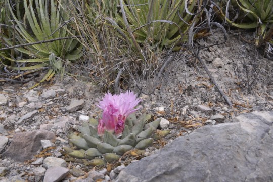 Ariocarpus confusus? S3207