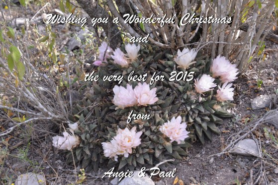 Super Ario, south of Las Tablas