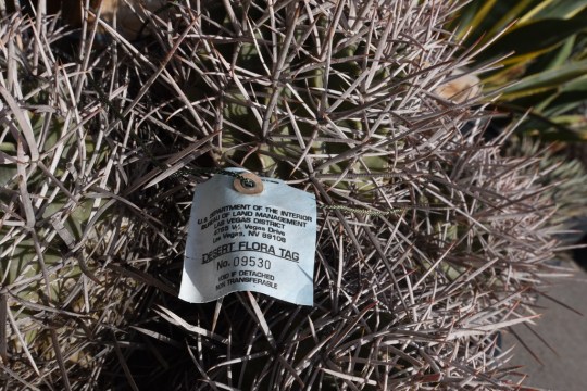 Tagged Echinocactus polycephalus, a rescue plant from a housing development project.