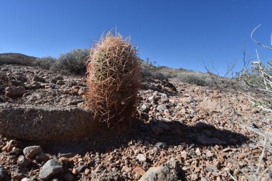 Pygmy Barrel Cactus - you may select your preferred botanical name from the list above.