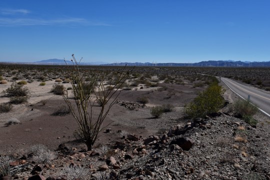Ocotillo tree (Fouquieria splendens) in leaf, a sign of recent rains in this otherwise barren landscape