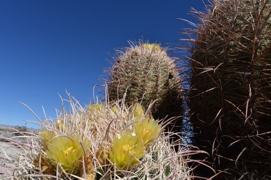 Early flowers on Ferocactus cylindraceus (S3245)