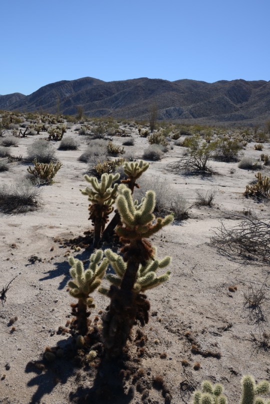 The Teddy Bear Cholla (Cylindropuntia bigelovii) in a desert landscape.