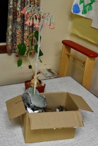 Table show entry I did not see a Novelty Pot class!