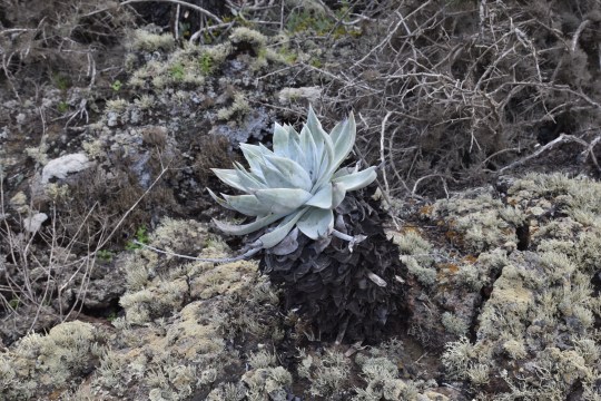 Dudleya anthonyi