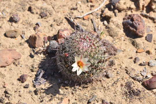 Mammillaria dioica