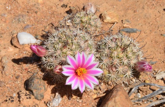 Mammillaria fraileana