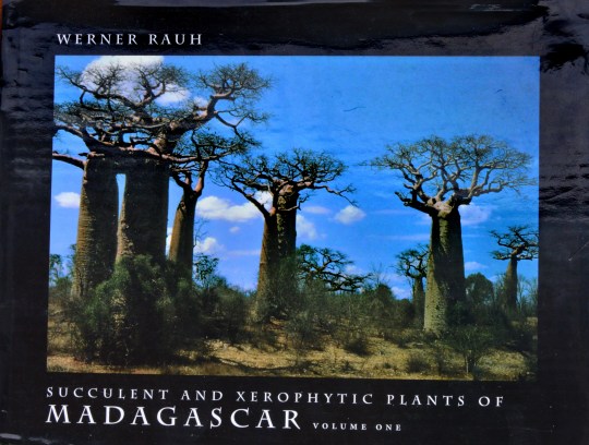 the giant pachycaul trees, Adansonia grandieri, standing guard along the Avenue of the Baobabs.