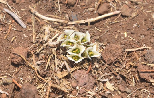 Euphorbia primulifolia