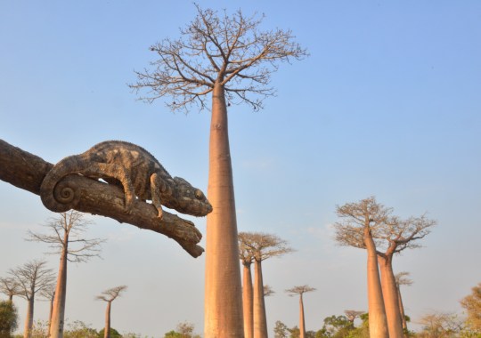 Chameleon in Av. de Beobap