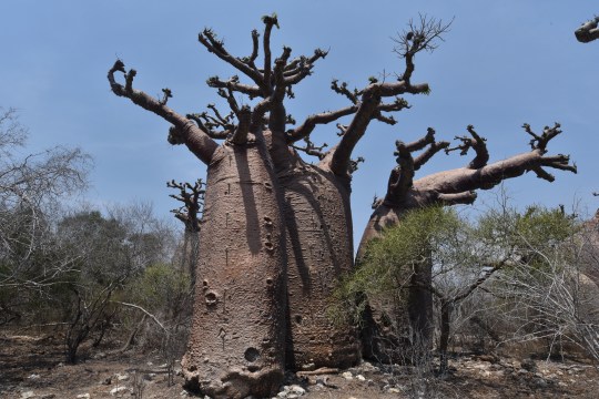 Dr Who's Daleks, Adansonia grandidieri