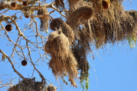 Weaverbird's nest amont baobab fruits
