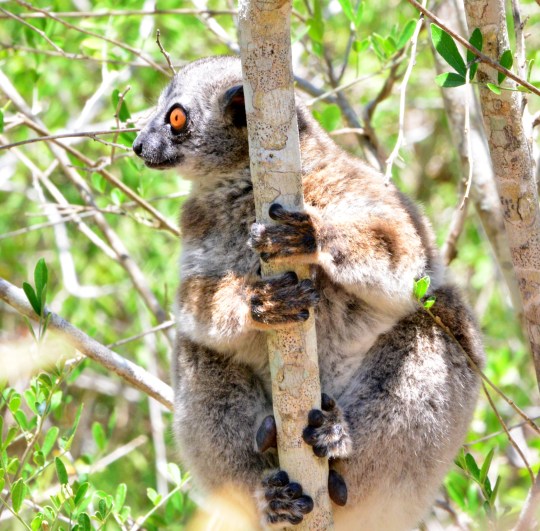 Lemur sp
