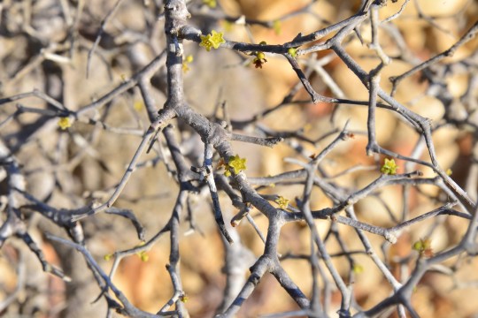 Operculicarya pachypus