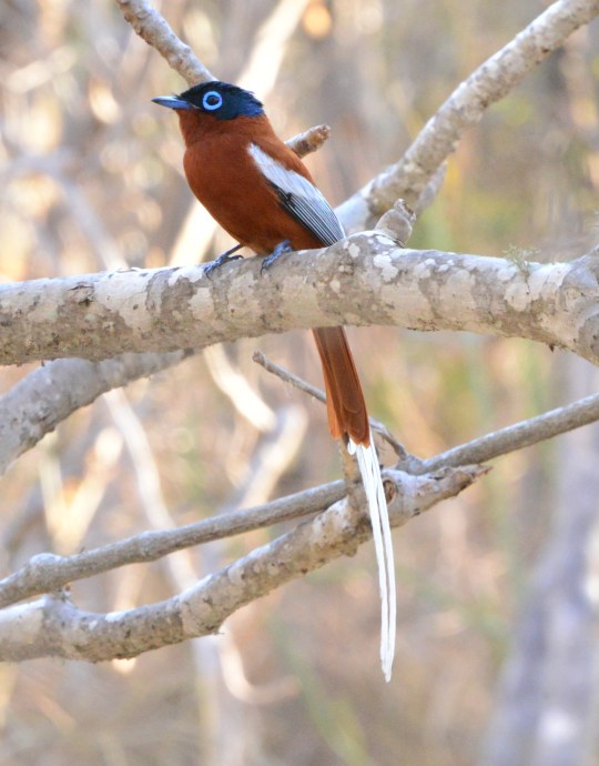 Terpsiphone mutata - Madagascar paradise flycatcher