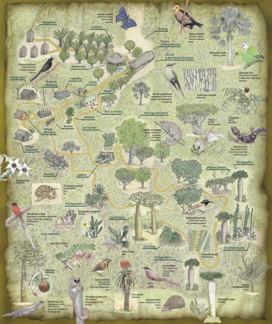 Arboretum d'Antsokay