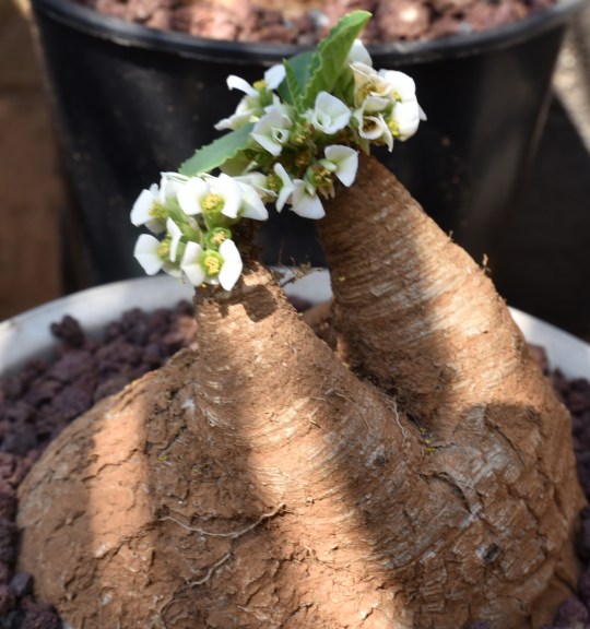 Euphorbia primulafolia,
