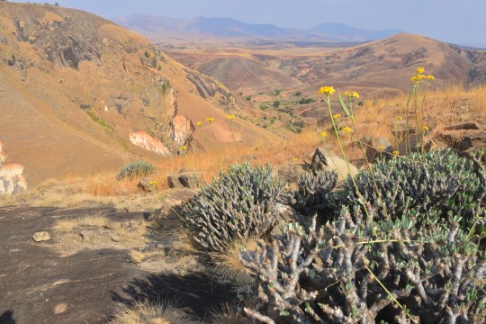 Pachypodium densiflorum