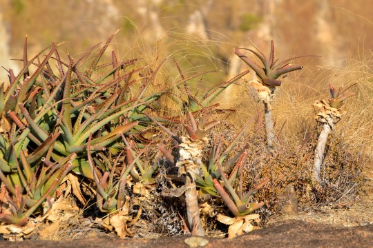 Aloe mambotensis