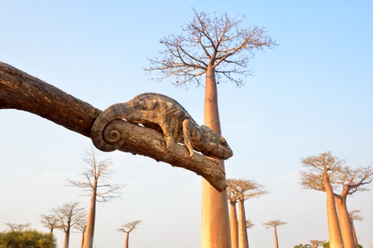 Chammy the Chameleon